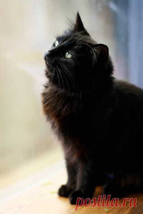 deep thoughts with window kitteh | Flickr - Photo Sharing!