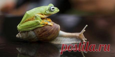 Ох,уж эти лягухи..