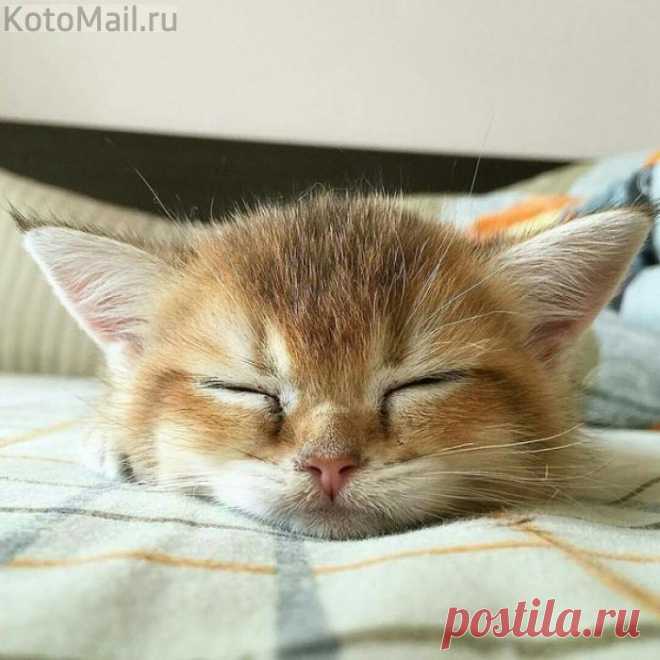 Мурлыка
