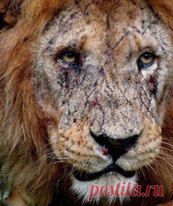 Шрамы старого короля