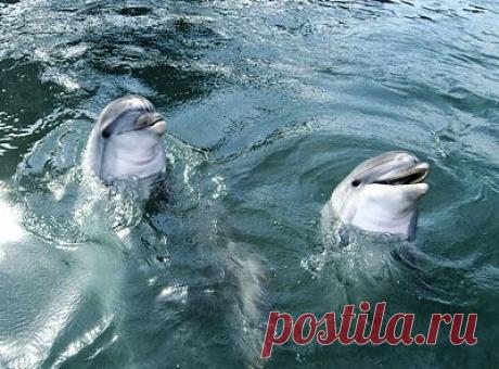 ::: Черное море ::: Дельфины