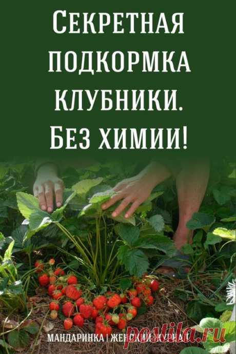 Секретная подкормка клубники. Без химии! - Интересный блог