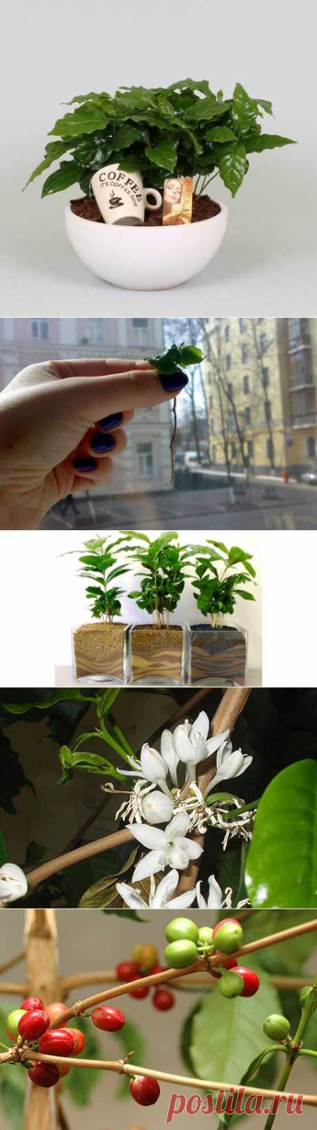 Выращиваем кофейное дерево из зернышка
