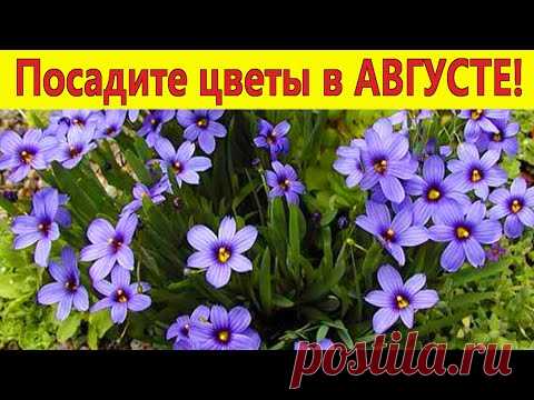 Посадите эти цветы в АВГУСТЕ! Они порадуют красивым цветением в следующем году в саду.
