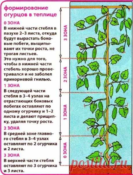 Схема формирования огурцов