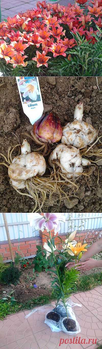 Удивительные Лилии! Правильная посадка и уход за Лилиями