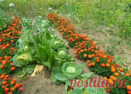 Что сажать рядом с огурцами, капустой и розами?