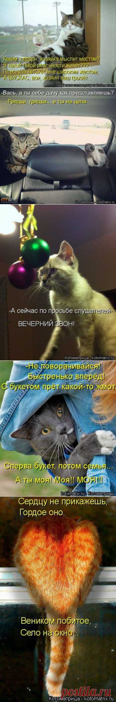 Картинки с животными рассуждалками;)) Новые котоматрицы;))
