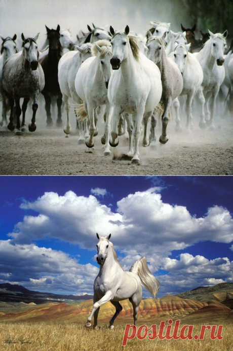 24 факта о лошадях
