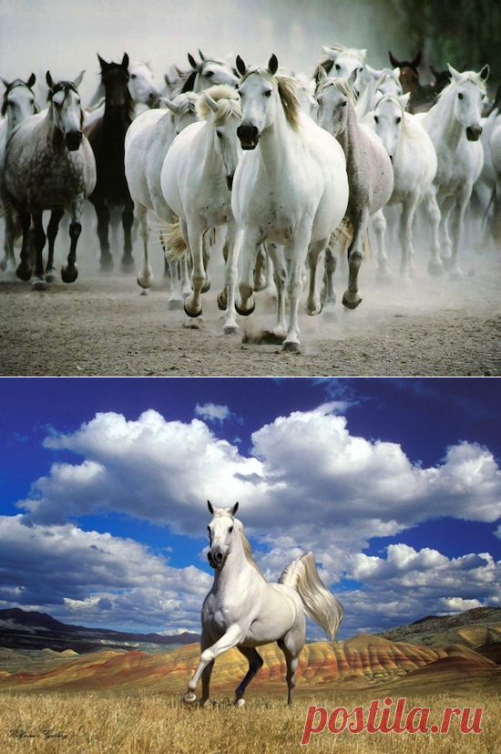 24 факта о лошадях