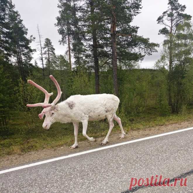 Самые необычные альбиносы, редкая фотоподборка | Животные | Яндекс Дзен