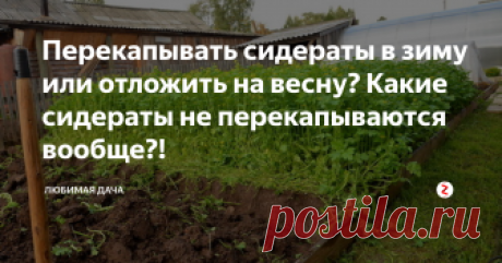 Перекапывать сидераты в зиму или отложить на весну? Какие сидераты не перекапываются вообще?! Не каждому садоводу (особенно новичку) знакомо такое понятие, как сидерация. Но как только познакомишься с этим благоприятно воздействующим на почву процессом, наверное, каждый захочет использовать его у себя на участке. Со временем почва устает, ведь она отдает все свои питательные вещества растениям.
Наши предки использовали сидерацию, как способ полезно, экологически-чисто и безвредно удобрить