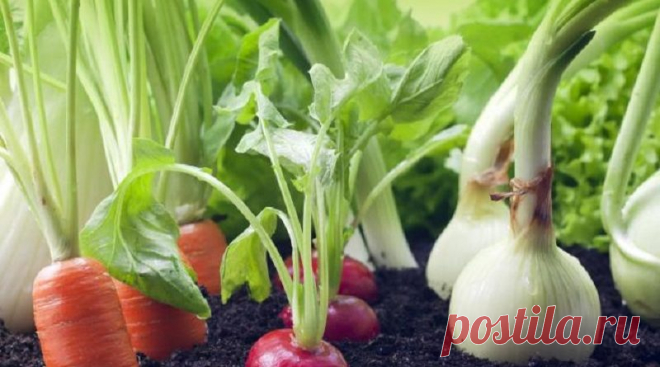 Соседи хорошие и плохие | Трыбуна працы