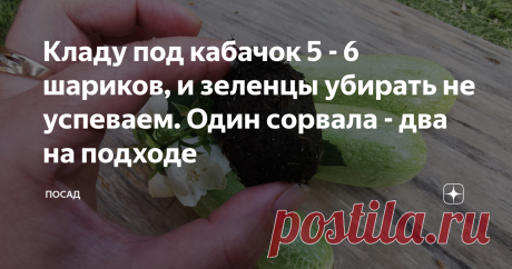 Кладу под кабачок 5 - 6 шариков, и зеленцы убирать не успеваем. Один сорвала - два на подходе Статья автора «Посад» в Дзене ✍: Ни один овощ не вызывает столько добрых и весёлых шуток, как кабачок. А ещё кабачки весьма полезны.