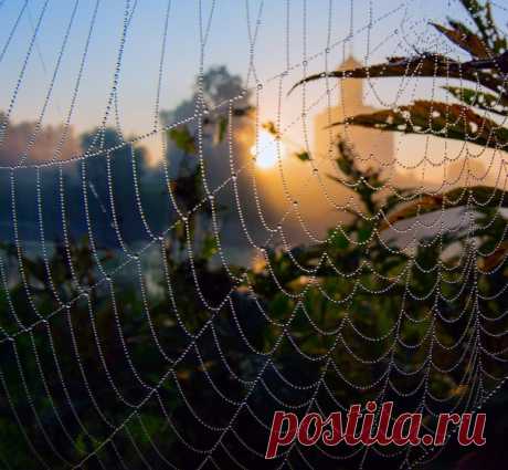Храм Покрова на Нерли за «бисером» паутины. Автор фото – Анатолий: nat-geo.ru/community/user/215171 Доброе утро!