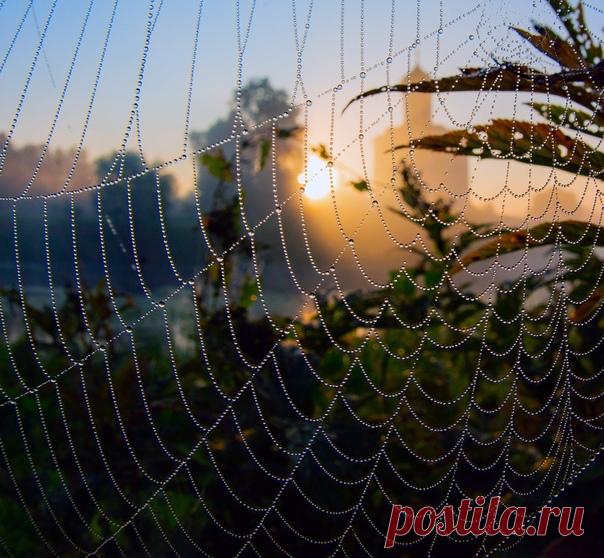 Храм Покрова на Нерли за «бисером» паутины. Автор фото – Анатолий: nat-geo.ru/community/user/215171 Доброе утро!