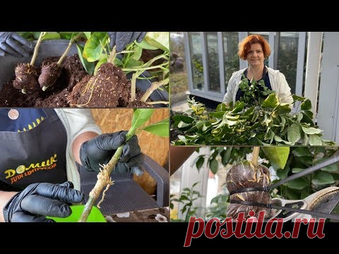 Воздушные отводки, продолжение 03.11.19