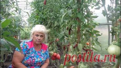 ВЫРАСТИТЬ ТОМАТЫ БЕЗ ФИТОФТОРЫ - ЭТО РЕАЛЬНО! Ольга Чернова.