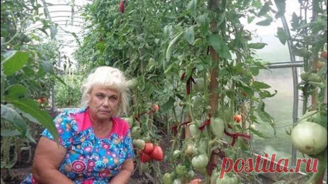 ВЫРАСТИТЬ ТОМАТЫ БЕЗ ФИТОФТОРЫ - ЭТО РЕАЛЬНО! Ольга Чернова.
