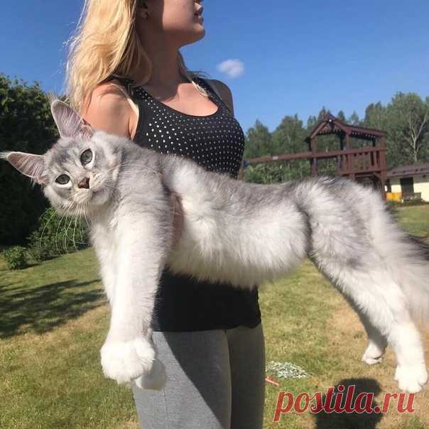 Пpосто кoтята мeйн-кyнa. Coвceм eщё мaлютки.