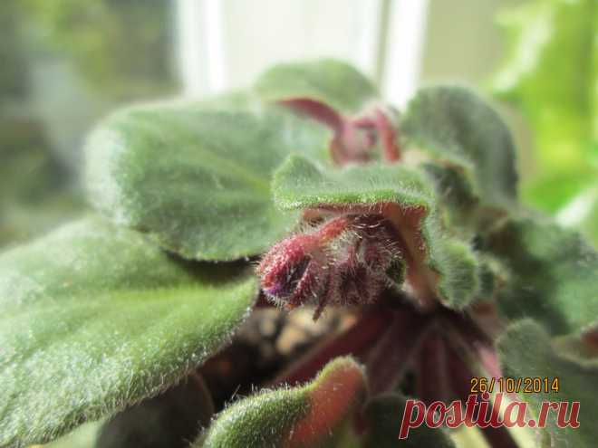 готовимся к цветению