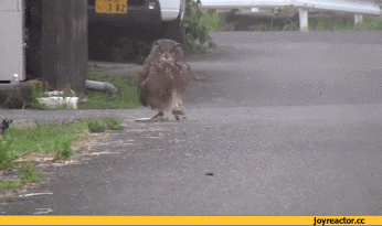 Совушки/Owls – Сообщество – Google+