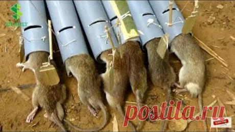 Jebakan Tikus Sederhana Tapi Mematikan