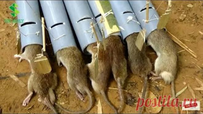 Jebakan Tikus Sederhana Tapi Mematikan