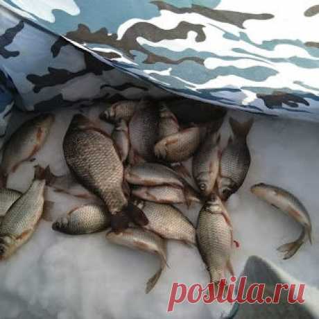 Заметка о карасе | Блоги о даче и огороде, рецептах, красоте и правильном питании, рыбалке, ремонте и интерьере