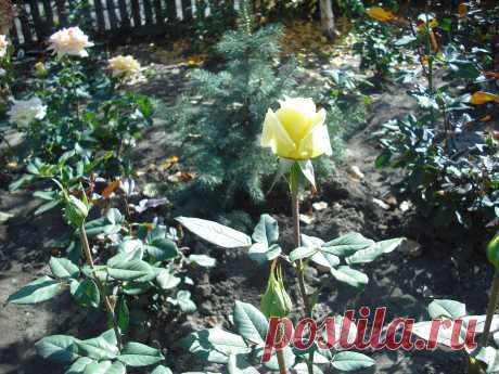 Мои красавицы