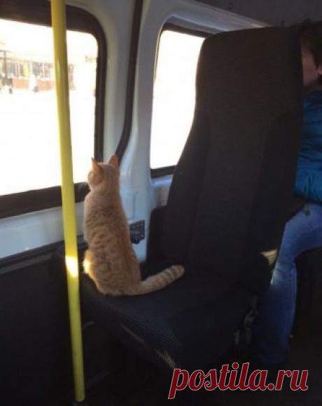 От чего в маршрутках ездить веселее — Убойный юмор - amworld