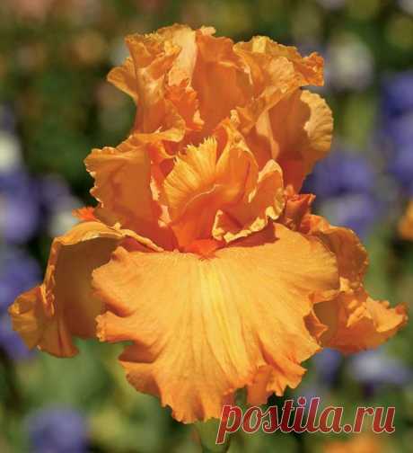 Autumn Riesling | Award Winners | Iris