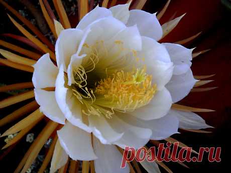 Dulce aroma Sobre el tejado se asomó mi selenicereus grandiflorus, una flor de 58 cm dorada por fuera e  impecablemente blanca por dentro.  Selena diosa  griega de la luna, cereus…cirio, por su forma y  grandiflorus epíteto latino que significa "con flores grandes"…es que cuando Linneo, padre de la botánica, describió este cactus en 1753 fue el más grande de especies de cactus conocido  por él hasta ese momento… Ese video que no es mio muestra perfecto cómo se abre la bell...