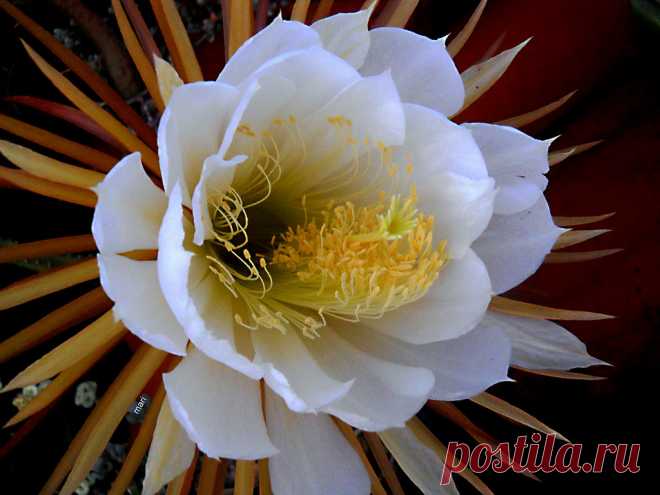 Dulce aroma Sobre el tejado se asomó mi selenicereus grandiflorus, una flor de 58 cm dorada por fuera e  impecablemente blanca por dentro.  Selena diosa  griega de la luna, cereus…cirio, por su forma y  grandiflorus epíteto latino que significa 
