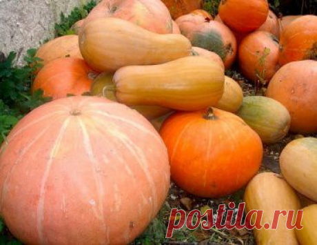 Блюда из тыквы: 20 лучших рецептов