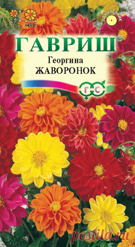 Георгина "Жаворонок", смесь