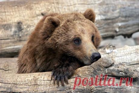 Зима в этом году пришла поздно, что внесло коррективы в жизнь животных — в берлоги медведи залегли только в конце декабря, а ранняя оттепель в феврале способствовала тому, что уже сейчас они стали выходить из спячки.