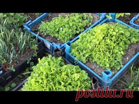 Универсальные мобильные грядки!