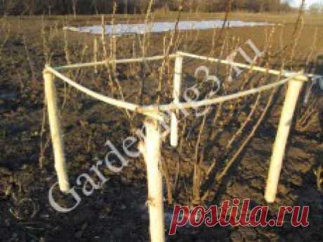 Обрезка кустов смородины. | gardening3.ru