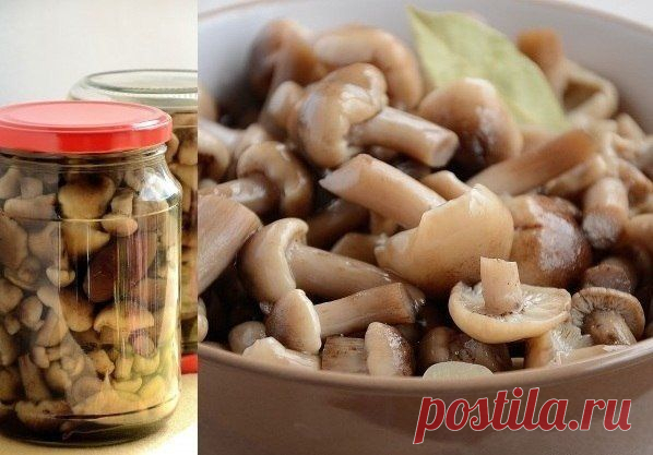 Опята маринованные