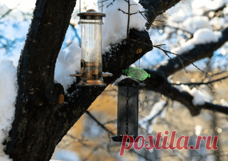 Календарь сезонных работ в саду: декабрь - Planetalsad