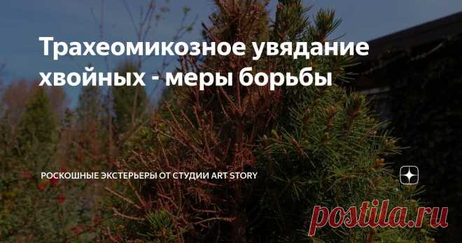 Трахеомикозное увядание хвойных - меры борьбы Статья автора « Студия ART Story» в Дзене ✍: Трахеомикозное увядание хвойных или по-другому фузариоз является очень опасным заболеванием, которое поражает не только эти культуры, но также и плодовые и