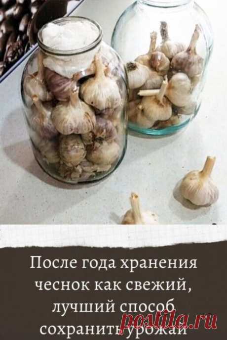 Лучший способ хранения чеснока.



Зачастую собранный чеснок портиться еще до появления следующего урожая.

Получается, что сколько его не сажай, запасы гниют, плесневеют или пересыхают, поэтому к началу лета или даже раньше приходится покупать чеснок в магазине. Чтобы он не портился, его нужно хранить правильно.

Вам потребуется:

стеклянные банки;

марля.

Процесс правильного хранения чеснока:

Для складирования чеснока необходимо подготовить стеклянные банки. Они стерил...