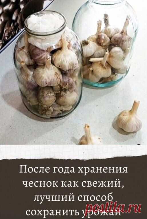 Лучший способ хранения чеснока.



Зачастую собранный чеснок портиться еще до появления следующего урожая.

Получается, что сколько его не сажай, запасы гниют, плесневеют или пересыхают, поэтому к началу лета или даже раньше приходится покупать чеснок в магазине. Чтобы он не портился, его нужно хранить правильно.

Вам потребуется:

стеклянные банки;

марля.

Процесс правильного хранения чеснока:

Для складирования чеснока необходимо подготовить стеклянные банки. Они стерил...