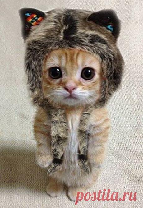 Без кота и жизнь не та ツ