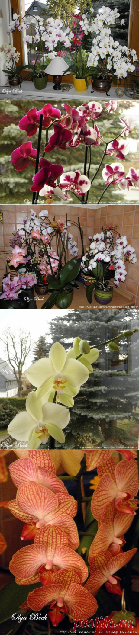 Орхидеи Phalaenopsis . Ошибки и опыт по уходу.