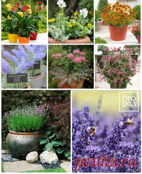 Ваш контейнерный сад. Всё, что надо знать.