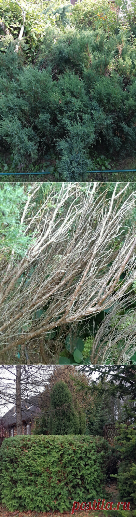 Весенняя чистка хвойных - обязательное мероприятие | Сад Анны Гауэр | Яндекс Дзен