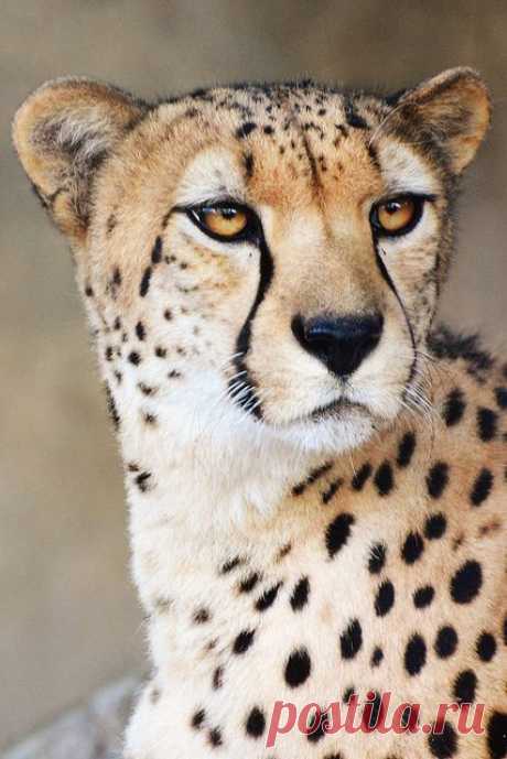 earthandanimals