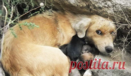 Она тоже мама 🐶